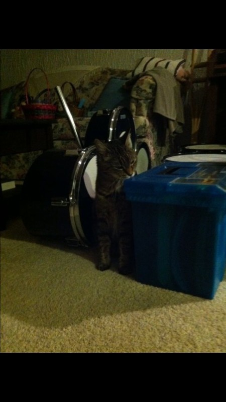 cat drums